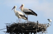 Poland Stork Cam